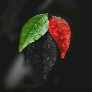 Meet your Posher, Ayoub